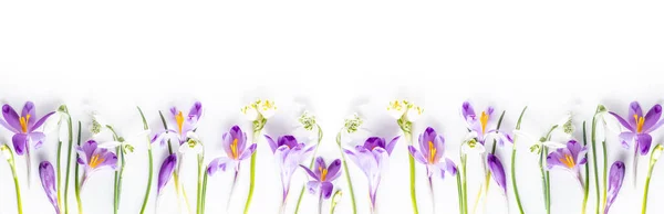 Panorama Wiosenne Kwiaty Wzór Ramka Fioletowych Krokusów Kropel Śniegu Białym — Zdjęcie stockowe