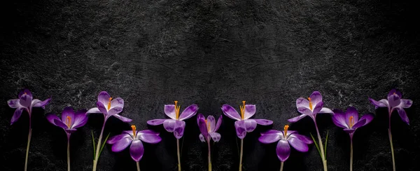 Panorama Wiosenne Kwiaty Ramka Kwiatowa Szafranu Czarnym Tle Góra Widok — Zdjęcie stockowe