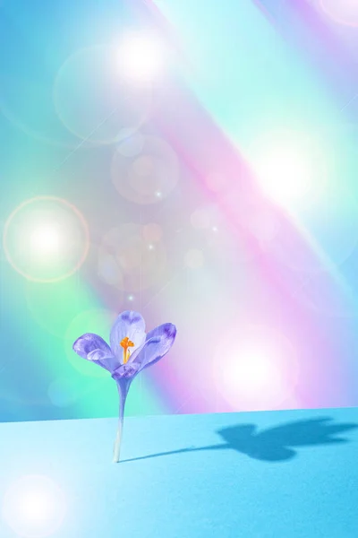 Minimalna Wiosenna Koncepcja Liliowy Kwiat Szafranu Niebieskim Tle Gradientu Liliowego — Zdjęcie stockowe