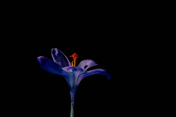 Закройте Фиолетовый Шафран Черном Фоне Весенняя Концепция Капризная Флора Копировальное — стоковое фото