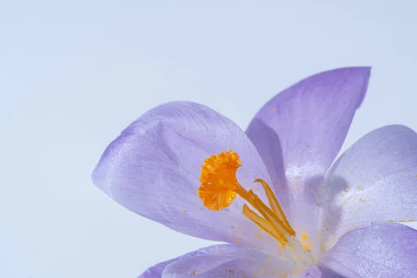 Close One Lilac Crocus White Background Spring Concept Blur Selective — Stock Photo, Image