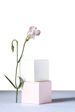 Beyaz arka planda geometrik şekilli kozmetik arka plan. İki kübik podyum ve Eustoma çiçeği. Kozmetik ürünlerinin tanıtımı için bir model