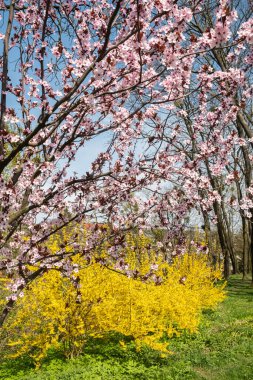 Çiçekli dallar pembe sakura ve sarı forsythia çalıları açık mavi gökyüzüne karşı bahar doğasının güzel çiçekli görüntüsü. Dikey fotoğraf 