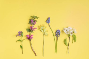 Sarı arka planda ilkbahar çiçeklerinden düz yatıyordu. Yukarıdan görüntüle, boşluğu kopyala. Güzel çiçek deseni