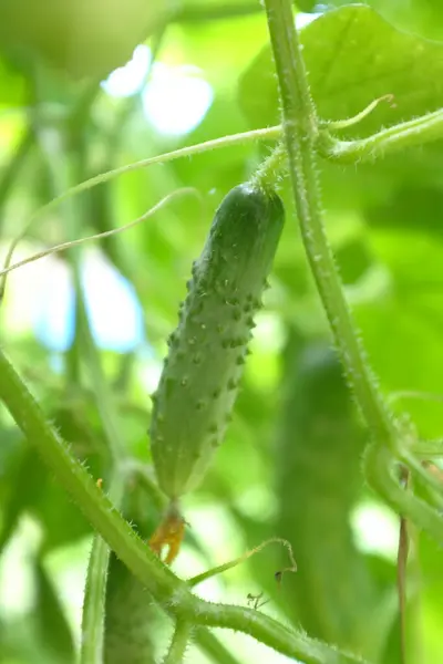 stock image A cucumber grows in a vegetable garden on a blurred background of green leaves