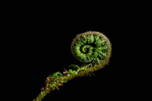 Спіральна Зелена Гілка Папороті Чорному Тлі Золоте Співвідношення Природі Макро — стокове фото