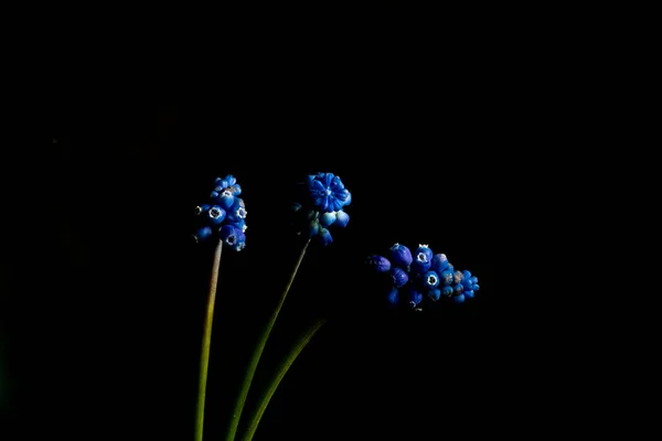 Blå Blommor Muscari Svart Bakgrund Foto Låg Tonart Blomma Visuell — Stockfoto