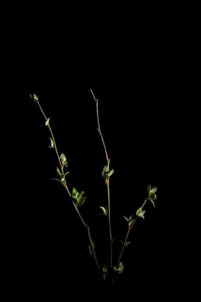 Молодые Тонкие Ветви Осины Тонкими Листьями Черном Фоне Весенняя Концепция — стоковое фото