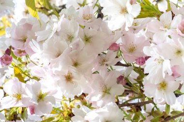 Güzel, gür, beyaz kiraz çiçekleri erik serrulata. İlkbahar konsepti.