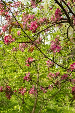 Güzel pembe elma çiçekleri Malus Floribunda. İlkbahar konsepti. Bulanık ve seçici odaklanma