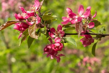 Güzel pembe elma çiçekleri Malus Floribunda. İlkbahar konsepti. Bulanık ve seçici odaklanma