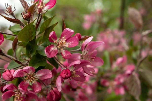 Close Beautiful Pink Apple Flowers Malus Floribunda Springtime Concept Blur — Stock Photo, Image