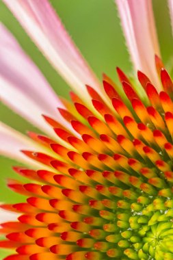 Echinacea çiçeğinin bir yaz günü çekilmiş Macro fotoğrafı. Tıbbi bitkiler kavramı