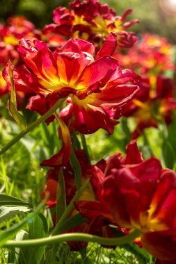 Çayırda kırmızı, yemyeşil laleler. Ön planda bulanıklık. Dikey fotoğraf