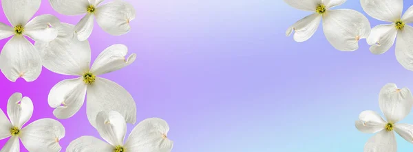 Piękne Gradientowe Liliowe Tło Wiszącymi Białymi Dogwood Kwiatami Szablon Reklamy — Zdjęcie stockowe