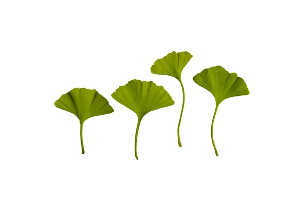 新緑のイチョウの葉は白を基調に孤立 薬用植物の概念 スペースのコピー — ストック写真