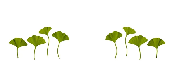 新緑のイチョウの葉は白を基調に孤立 薬用植物の概念 コピースペース 長い旗 — ストック写真