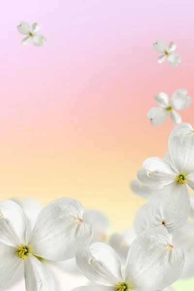Beautiful floating white dogwood flowers on a soft pink gradient background. Blurred and selective focus. Template for advertising and sale of cosmetic products. Copy space, vertical photo