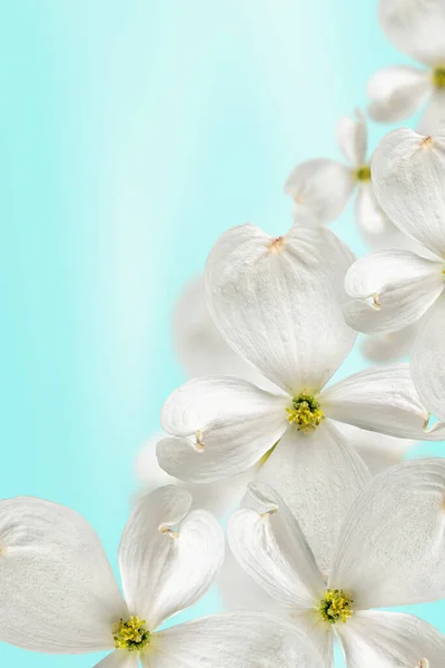 Beautiful floating white dogwood flowers on a soft blue gradient background. Blurred and selective focus. Template for advertising and sale of cosmetic products. Copy space, vertical photo