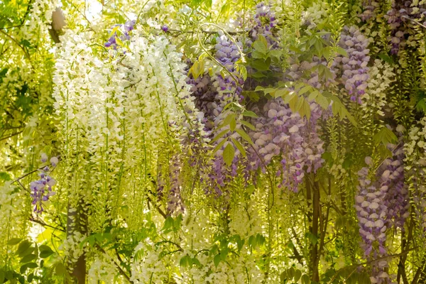 beautiful green wall of wisteria vines and white and lilac flowers. Full frame. Blur and selective focus