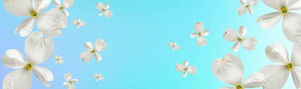 Piękne Wznoszące Się Białe Psie Kwiaty Niebieskim Tle Gradientowym Zamazane — Zdjęcie stockowe