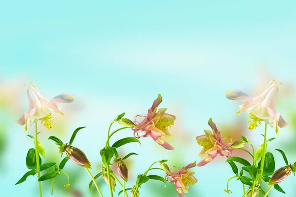 Piękne Kwiaty Akwilegii Świeżym Powietrzu Uroczyste Kwiatowe Niebo Niebieskie Tło — Zdjęcie stockowe