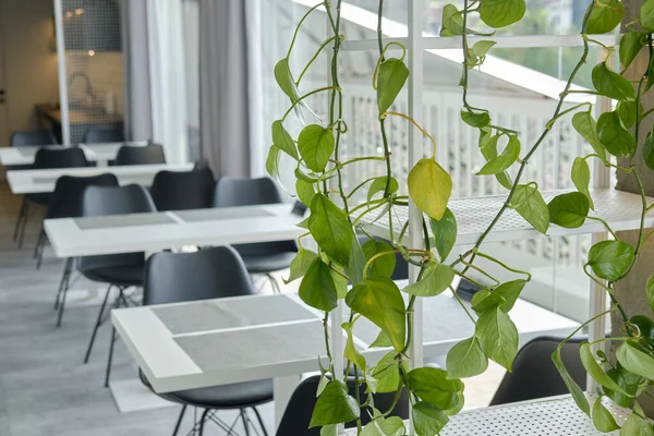 Ön planda bitki scindapsus liana dokuma. Ofis alanındaki kapalı bitkiler. bulanık ve seçici odak.