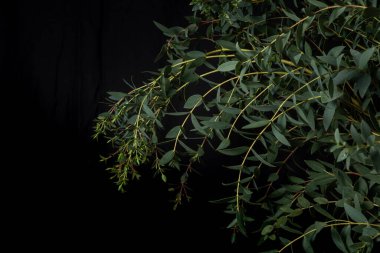 Siyah arka planda okaliptüs parvifolia dalı. Düşük tuşlu fotoğraf