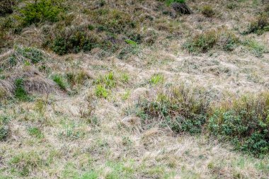 Baharda bir açıklıkta kuru çimler. Altından yeni yeşil çimenler ve çalılar filizlendi..