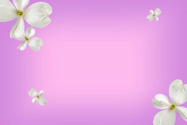 Piękne Pływające Białe Kwiaty Drewna Dogwood Miękkim Tle Gradientu Liliowego — Zdjęcie stockowe