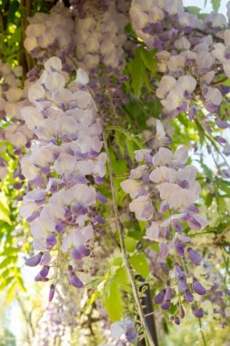 Güzel Wisteria çiçekleri kapanıyor. Tam kare. Bulanık ve seçici odaklanma 