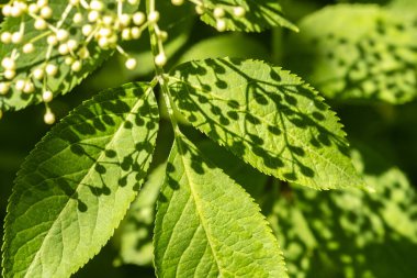 Güzel çiçek arkaplanı ve gölge deseni. Çiçek açan mürver ve yeşil yapraklar. Bahar konsepti