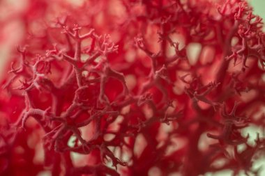 Makro kırmızı dengeli ren geyiği yosunu. Bulanık ve seçici odaklanma. Tam çerçeve