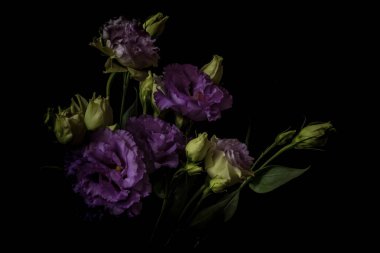 Lisianthus natürmort. Çiçekler soğuk leylak ve yeşil tonlarda. Siyah arka planda lisianthus. Loy anahtar fotoğrafı. Renkler çiçek açar. Loy anahtar fotoğrafı. Bulanık arkaplan 