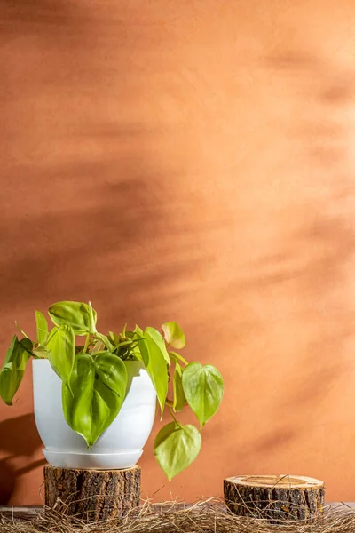 Pabrik Philodendron Dalam Ruangan Dalam Pot Putih Dan Podium Kayu — Stok Foto