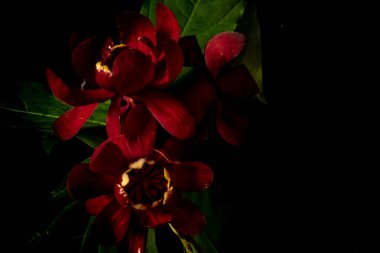  Siyah arka planda koyu kırmızı çiçekler, Calycanthus çingeneleri. Huysuz çiçekler. Boşluk ve renk çiçeğini kopyala