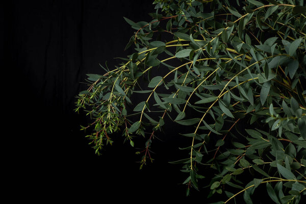 Branch of eucalyptus parvifolia on a black background. Low key photo