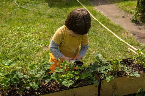 stock image Faceless little boy is water water the bushes of growing strawberries. Growing garden plant in containers. Sunny day