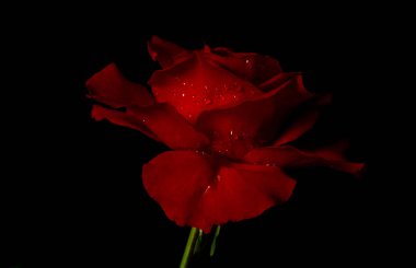 Siyah arka planda lüks kırmızı bir gül. Yumuşak odaklanma. Gösterişsiz fotoğraf. Ekstrem Çiçek Yakın plan. Yumuşak odak