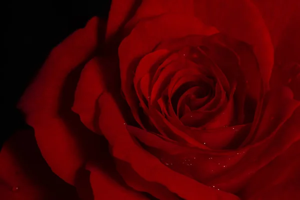 黒を背景に豪華な赤いバラ 焦点を合わせて キーの低い写真 極端な花のクローズアップ ソフトフォーカス — ストック写真