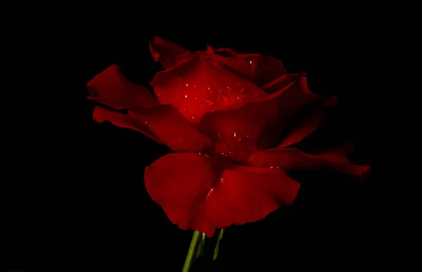 黒を背景に豪華な赤いバラ 焦点を合わせて キーの低い写真 極端な花のクローズアップ ソフトフォーカス — ストック写真