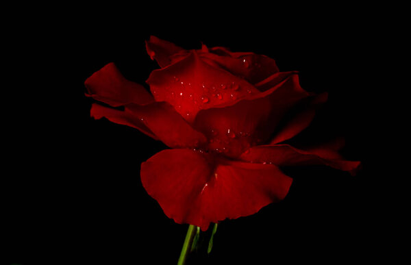 Luxurious red rose on a black background. Soft focus. Low key photo. Extreme Flower Close-up. Soft focus