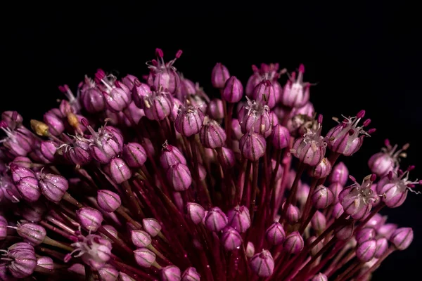 Макро Фото Пурпурової Рослини Чорному Тлі Круглий Квітковий Декоративний Часник — стокове фото