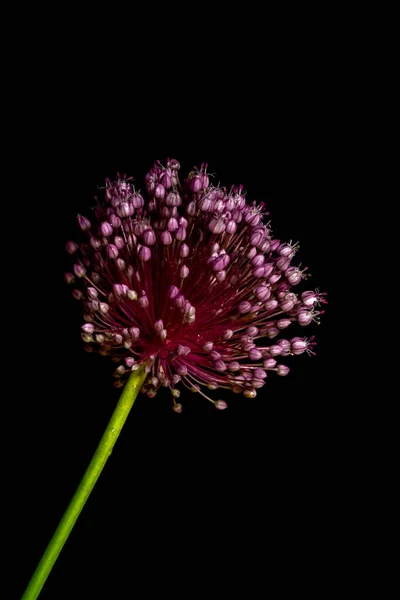 Makro Zdjęcie Fioletowej Rośliny Czarnym Tle Okrągły Kwiat Dekoracyjny Czosnek — Zdjęcie stockowe