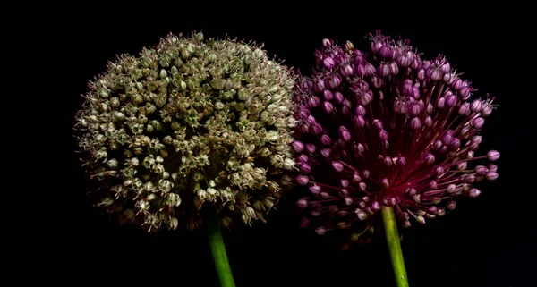Macro photo of a purple and green plant on a black background. Round flowers decorative garlic. Abstract natural backdrop.