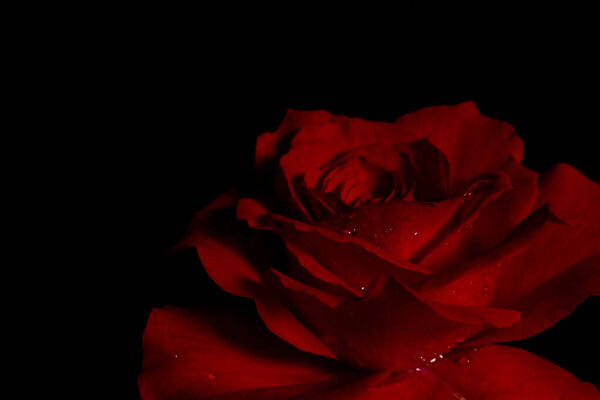 Luxurious red rose on a black background. Soft focus. Low key photo. Extreme Flower Close-up. Soft focus