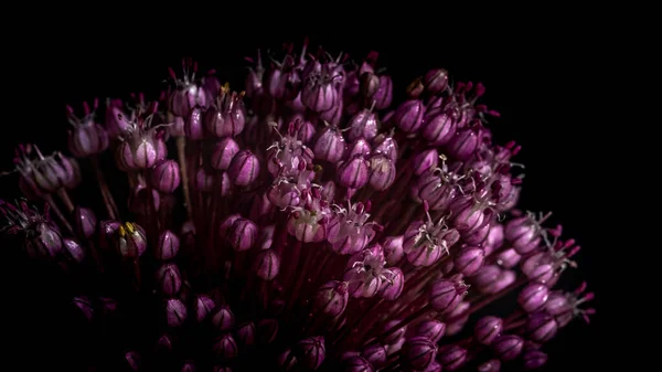 Макрофотография Фиолетового Растения Черном Фоне Круглый Цветочный Декоративный Чеснок Абстрактный — стоковое фото