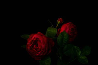 Moody flowers. Two red roses on a black background. Blur and selective focus. Low key photo clipart