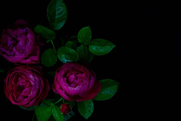 Moody flowers. Close up bouquet of purple roses on a black background. Blur and selective focus. Low key photo