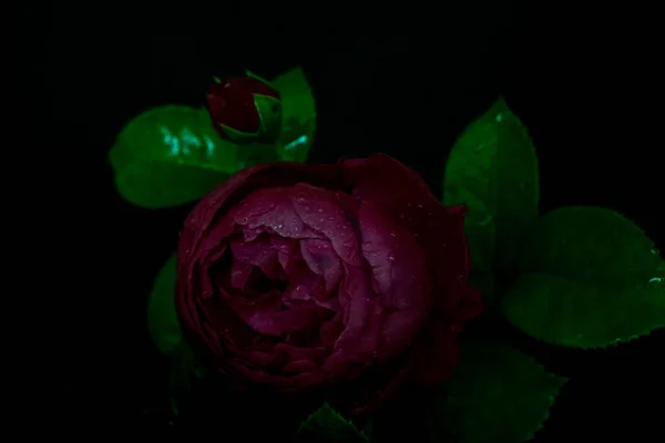 Μούντι Λουλούδια Σκούρο Μωβ Τριαντάφυλλο Μαύρο Φόντο Θολή Και Επιλεκτική — Φωτογραφία Αρχείου